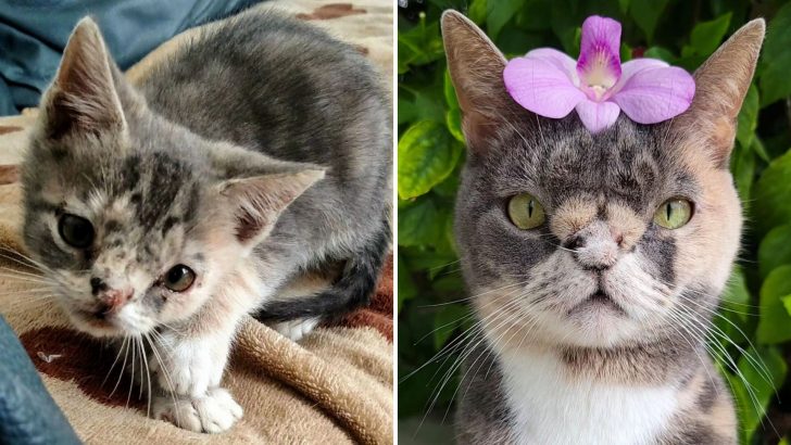 Stray Cat That Was Almost Put Down For Not Being Pretty Enough Gets A Second Chance