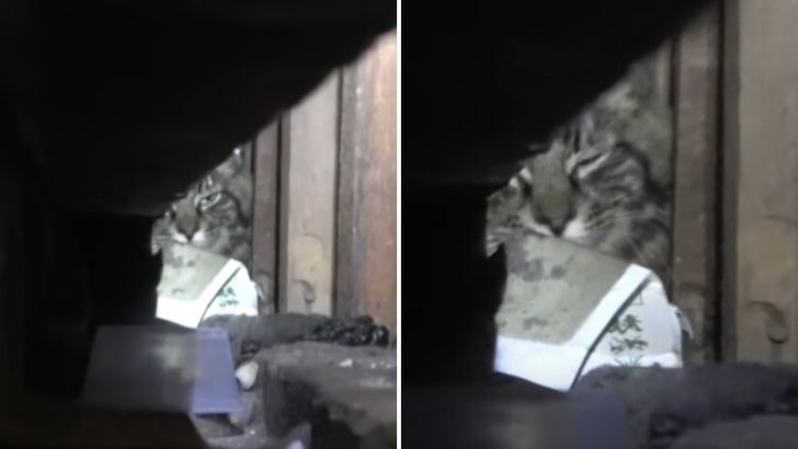 Stray Cat Trapped In A Wall For Over A Week, Rescuers Struggle To Save Him In Critical Condition