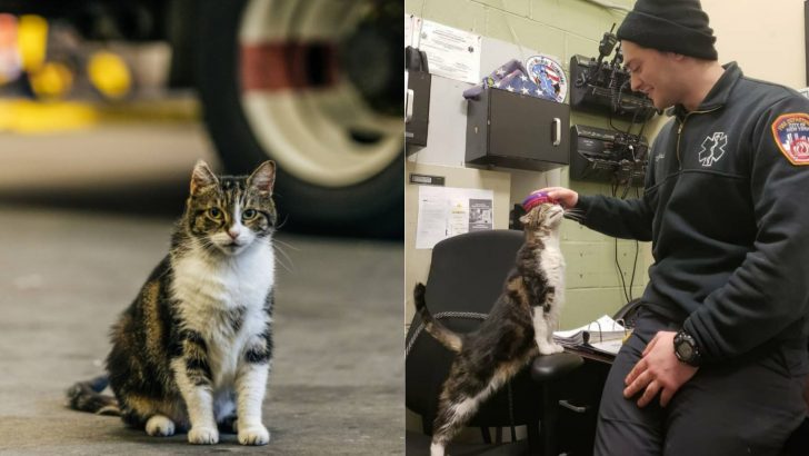 Stray Cat Wandered Into Station 57 Fire Department In New York And Now She Lives There Like A Boss