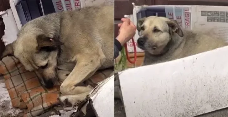 Homeless Dog Spends Entire Life on Streets, Finds New Hope with Compassionate Tourist