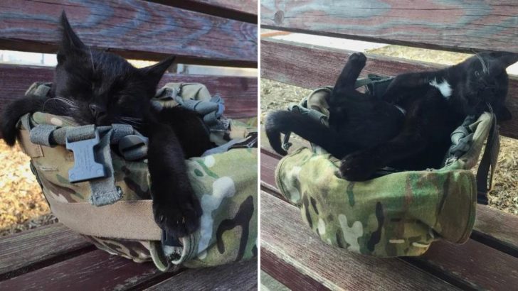 Kitten Picks A Military Helmet For His Napping Spot Which Leads Him To His Forever Human