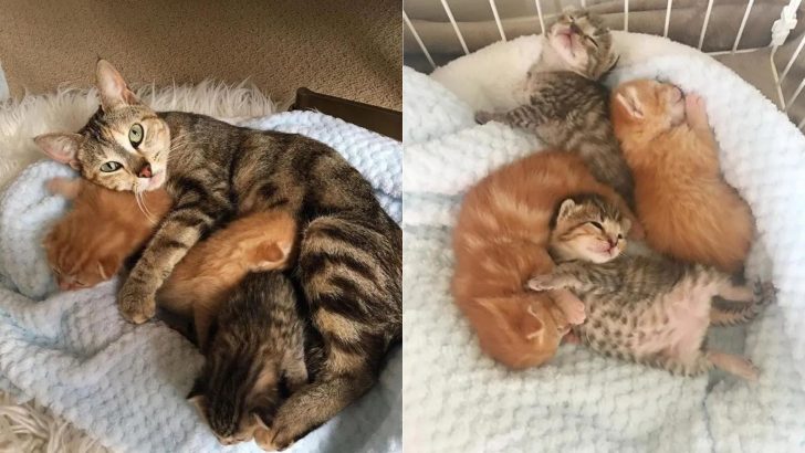 Brave Mama Cat Overcomes Fear Of People And Returns For Her Precious Babies