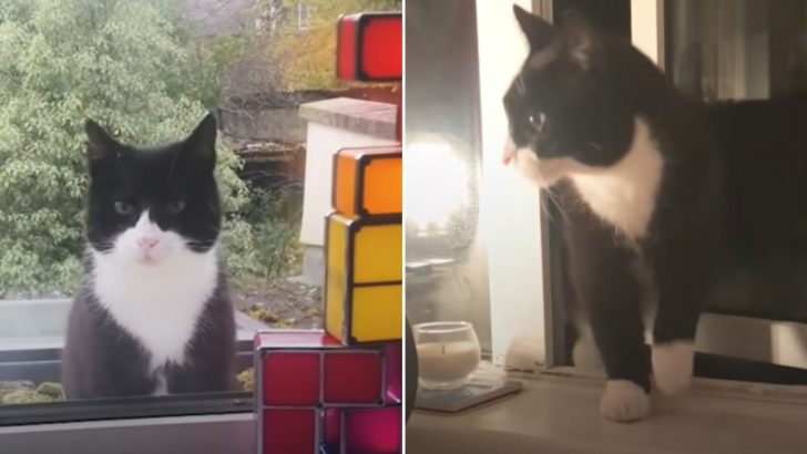 Stray Cat Becomes A Regular Visitor At A Man’s Window And Their Bond Deepens Unexpectedly