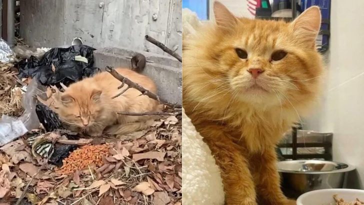 This New York City Street Cat Traded His Leaf Bed For A Comfy Couch In His Forever Home