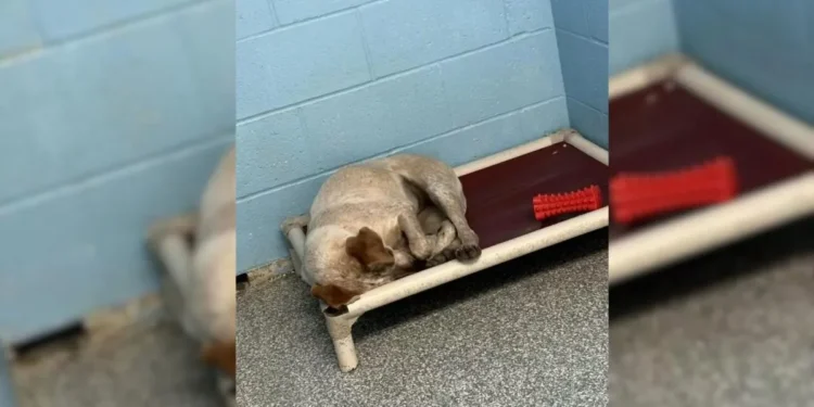 Street Dog Saddened as Her Best Friend Departs for a New Home Alone