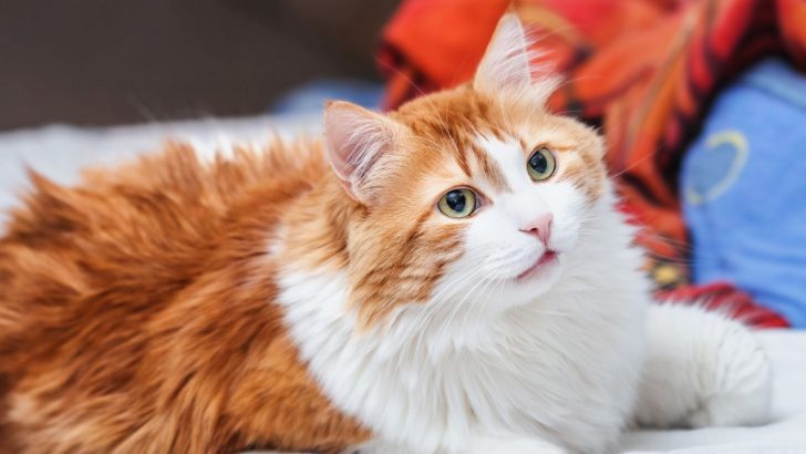 Study Finds Cats Can Recognize Their Owner’s Voice, But They Don’t Really Care