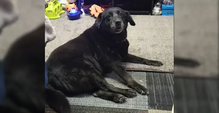 Kind Soul Rescues 15-Year-Old Dog Abandoned at a Cat Shelter