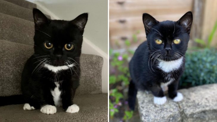 The Reason This Sweet Cat Will Stay A ‘Forever Kitten’ Might Shock You