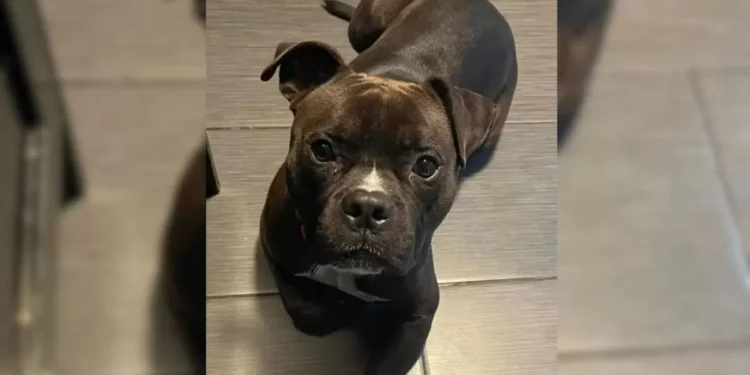 Rescue Dog Overlooked Because of His Color Hopes for a Family