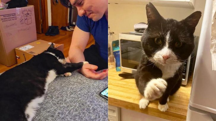 Tuxedo Cat Found In New York Park All Skin And Bones Undergoes An Amazing Transformation