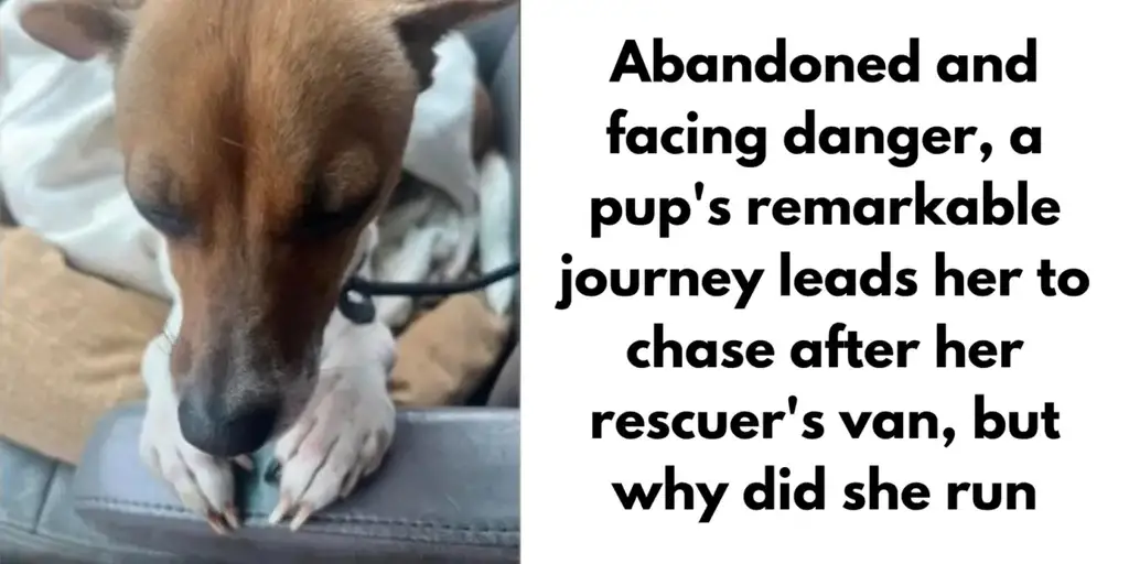 Abandoned Puppy Falls Asleep Holding Her Paws Together Like Praying After Feeling Safe With Her Rescuer