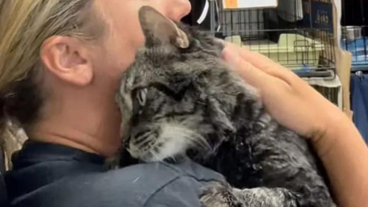 Tabby Cat Spends Days Waiting Outside The Building To Get Rescued