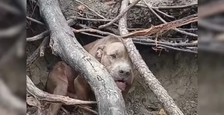 Scared Pit Bull in the Woods Lacked Trust in Humans Because of His Painful Past