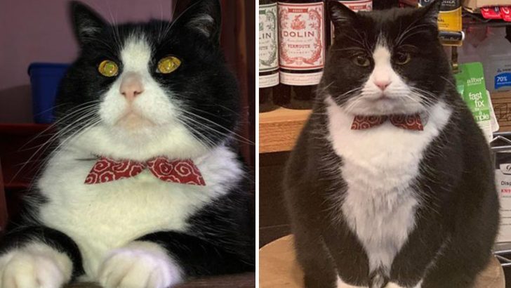 Meet Tosca, The Fanciest Shop Cat With A Bow Tie