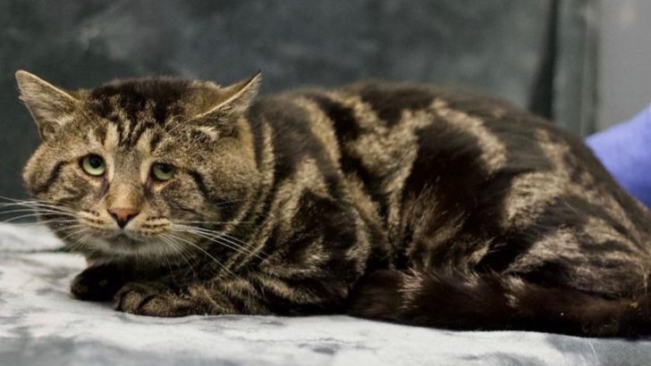 Labeled As Sad And Depressed, This Shelter Cat Finally Finds Home All Thanks To The Internet