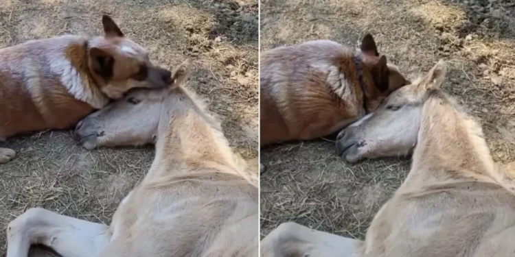 The Loving Dog Persisted in Consoling The Foal After His Mother’s Passing