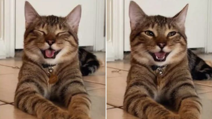 Cat Takes Dad Jokes To A Whole New Level And It’s Absolutely Hilarious