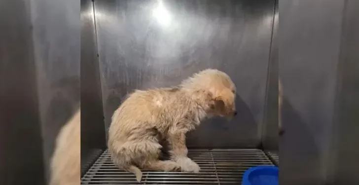 The Rescued Pup Is Too Terrified To Meet Anyone’s Eyes