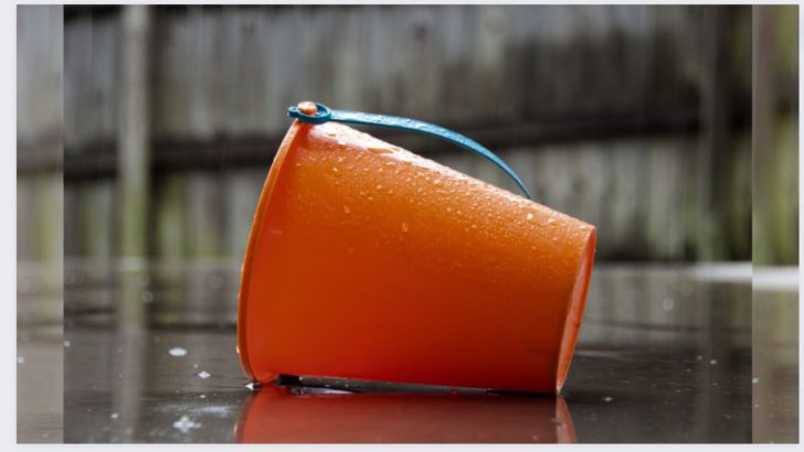 The Unbelievable Furry Visitor Found In A Bucket During A Rainstorm