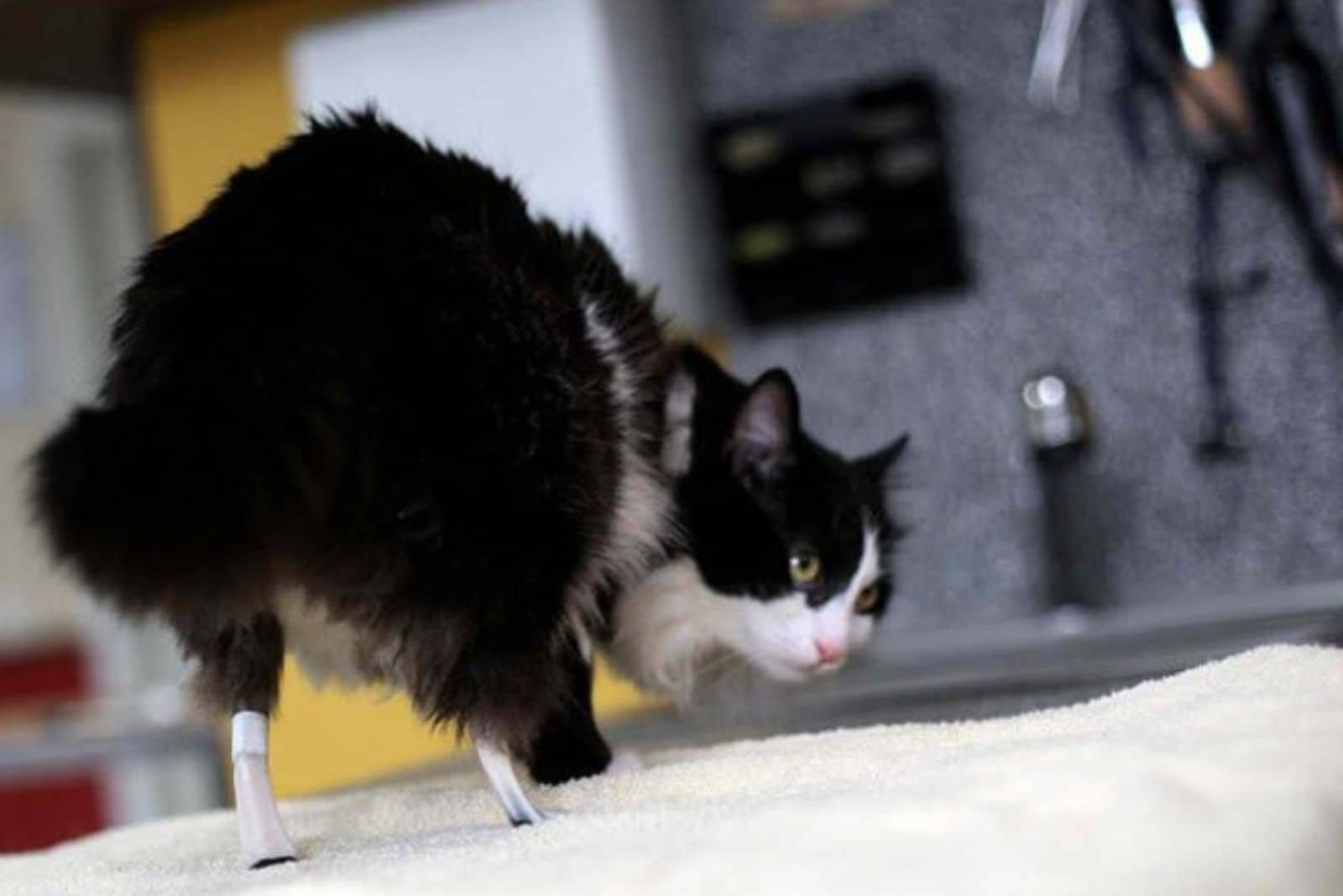 The rescued cat walks with helper paws