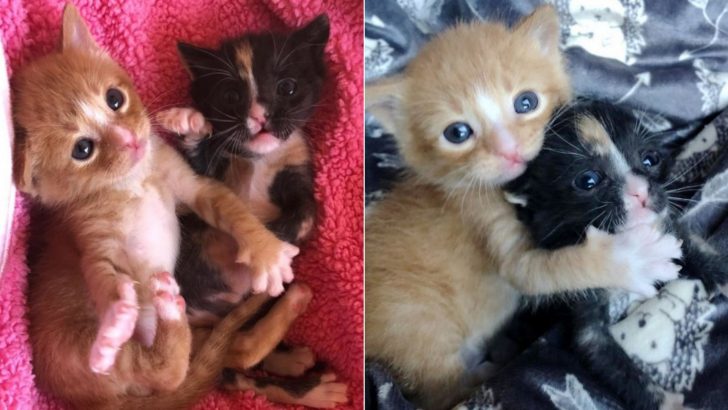 After Days Of Being Without The Mother, These Kittens Defied All Odds And Kept Each Other Alive