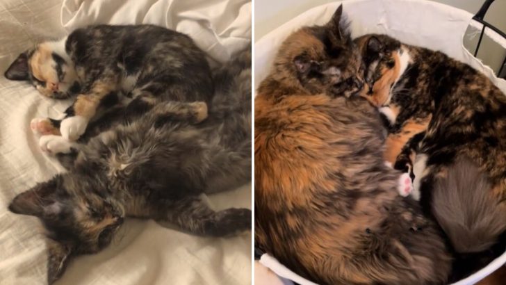 These Feline Sisters Can’t Stand Being Apart So They Find A Fur-Ever Home Together