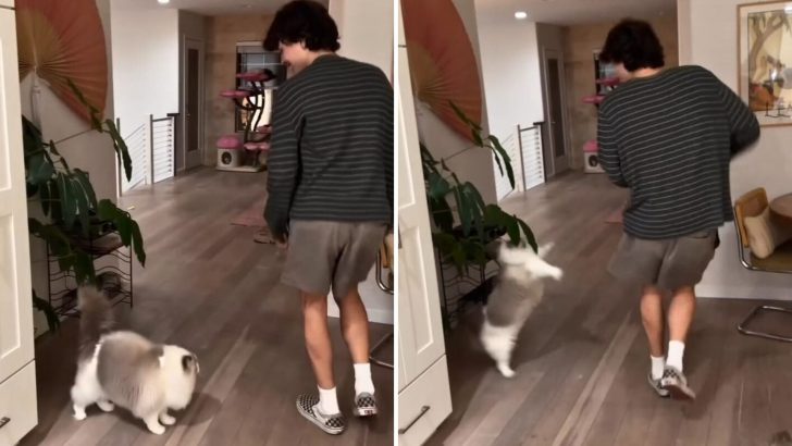 This Adorable Ragdoll Cat Who Loves Jump-Scaring Her Owner’s Boyfriend Will Surely Make You Smile