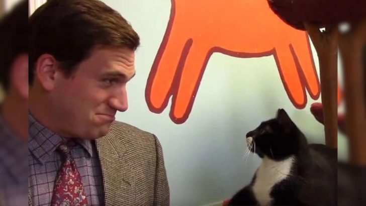 You Simply Can’t Miss This Hilarious Low-Budget Cat Commercial Made By Atlanta Animal Shelter