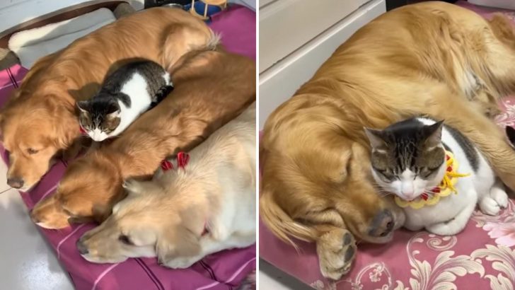 This Lucky Cat Finds The World’s Coziest Sleeping Spot Among Her Three Golden Retriever Bros