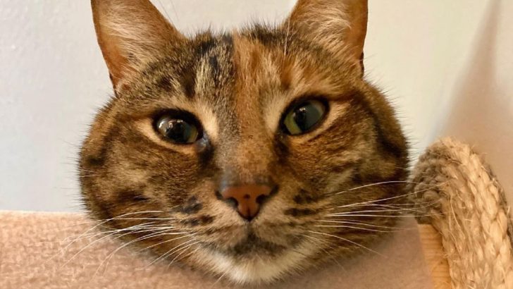 Kitty Obsessed With The Stairs Goes Full Rolling Stone And It’s Absolutely Hilarious