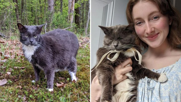 After Being Abandoned Twice, This Cat Almost Lost Hope Of Ever Finding Her Forever Home