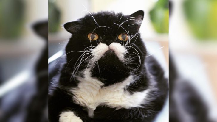 This Cat With Crazy Whiskers From Boston Has The Most Heartbreaking Story To Tell