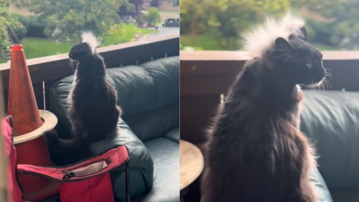 This Funny Cat Has An Unusual Talent That Will Undoubtedly Blow Your Mind