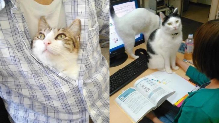 This Company Does The Most Heartwarming Gesture By Paying Its Employees For Every Cat They Rescue