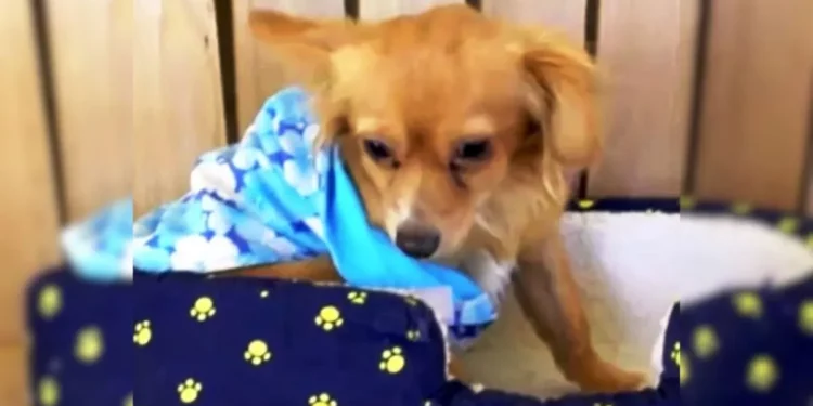 A Family Underestimated The Value Of Their Blind Dog, But Others Appreciated His True Worth.