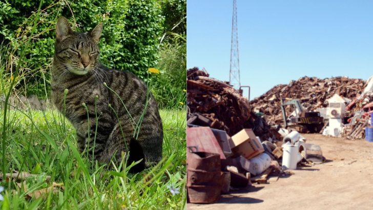 Led By Curiosity, This Cat Sneaked Into The Dump Truck And Went Missing For Two Months