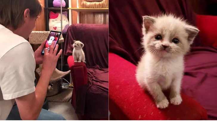 Foster Kitten Smiling For The Camera During Her Photoshoot Will Definitely Make Your Day