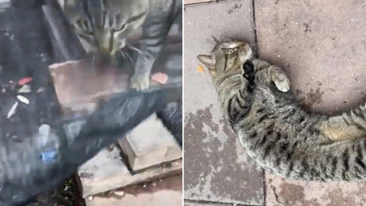 This Gentle Giant Was Wandering Around NYC Until A Kind Woman Saved Him