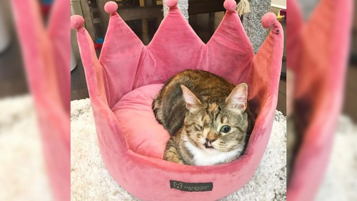 Princess P Is A Charming One-Eyed Cat With Snaggletooth You Simply Have To Meet