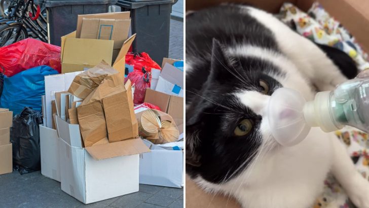 Although Cruelly Dumped In Trash, This Beautiful Cat Ends Up Being Someone’s Treasure