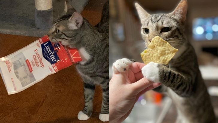 This Kitty Is So Obsessed With Cheese That He’s Not Afraid To Steal It