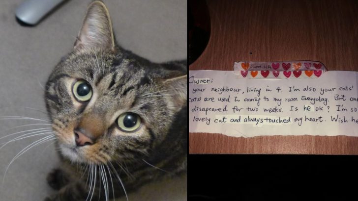 While Mourning His Beloved Cat, Man Gets A Surprising Letter Revealing This Tabby Had A Secret