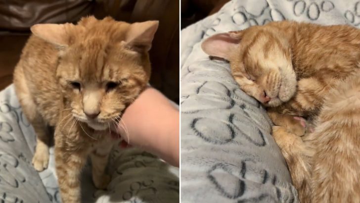 Witness A Wholesome Moment Of This Senior Cat Realizing He’s Finally Found His Forever Home