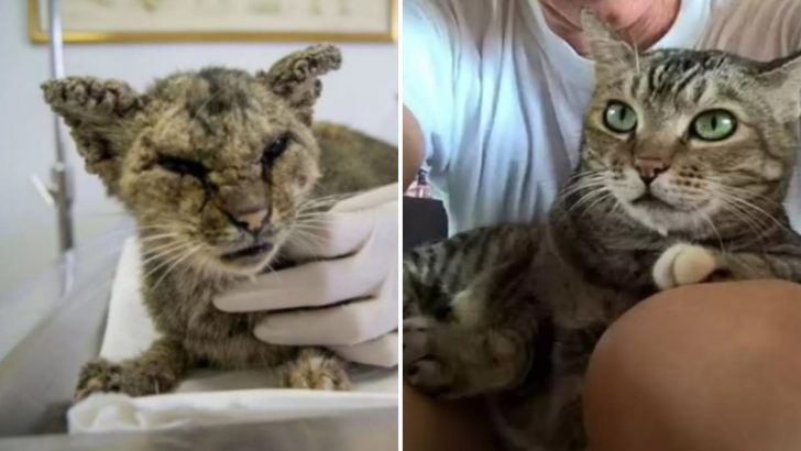 Depressed Stray Cat With Severe Skin Infection Gets The Most Amazing Transformation