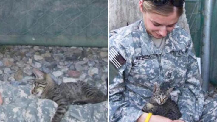 Tiny Disabled Kitten Captures This Soldier’s Heart During Her Deployment With The US Army