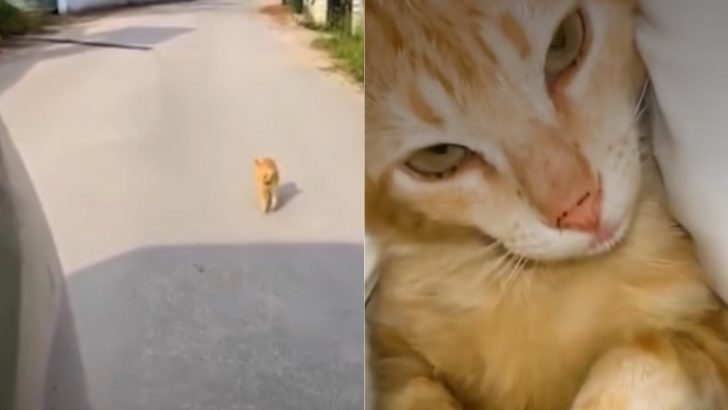 Woman Notices A Ginger Stray Cat Chasing Her Car, Hoping To Be Finally Adopted