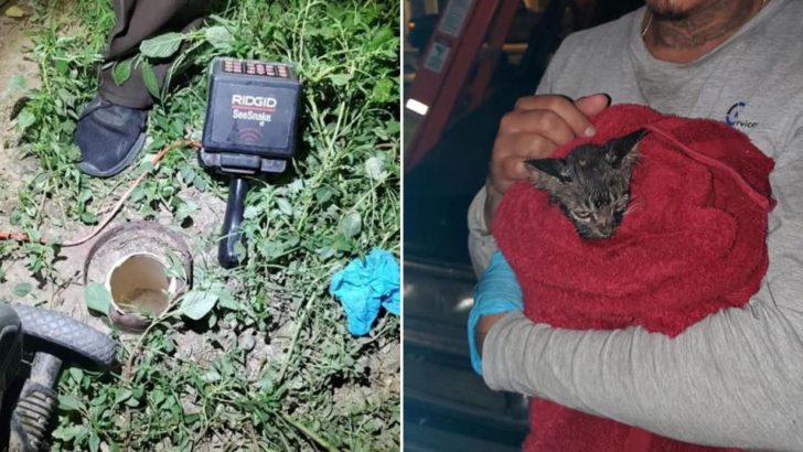 Three Arizona Organizations Set Out To Rescue A 10-Week-Old Kitten Trapped In An Underground Pipe