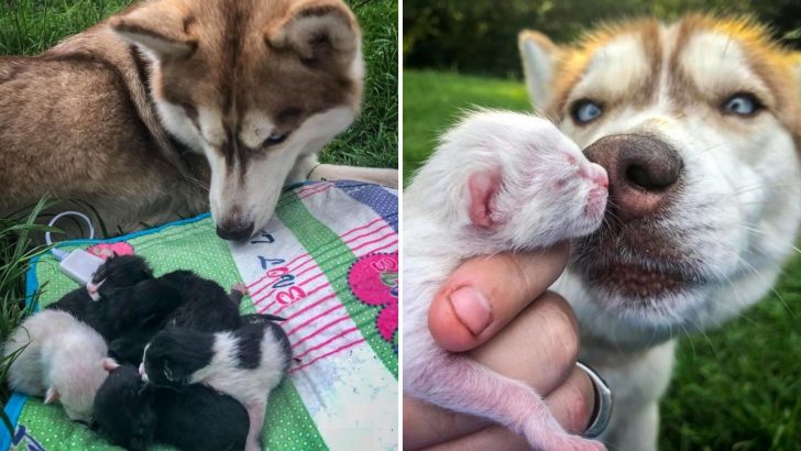 Siberian Husky Finds A Box Full Of Helpless Kittens In The Middle Of The Forest