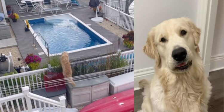 Dog Secretly Filmed Taking a Dip in Neighbor’s Pool