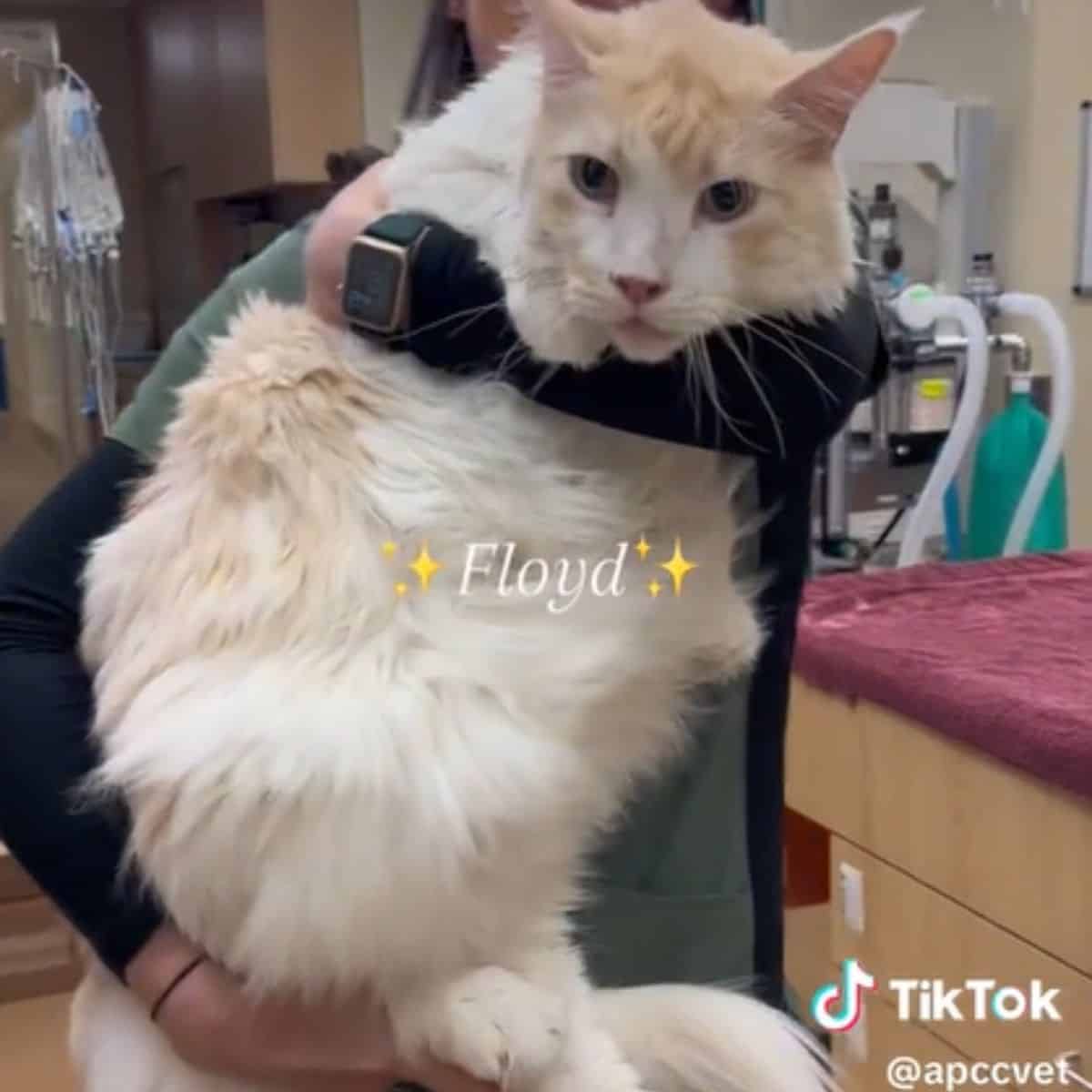 Tik Tok Cat